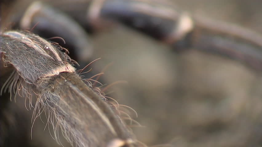 Tarantula
