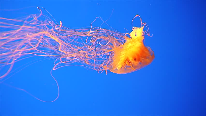 An Orange Jellyfish (Chrysaora fuscescens) free-floating in the Pacific Ocean