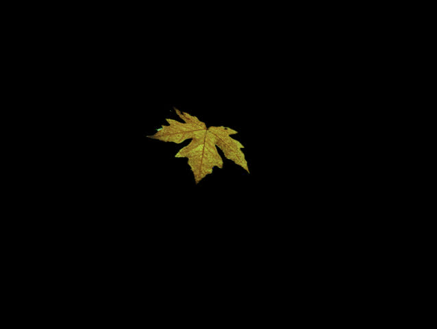 Autumn leaf falling from sky