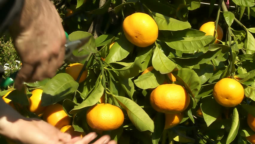 Tangerines