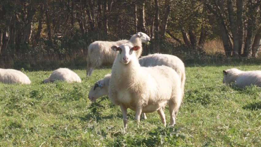 sheep