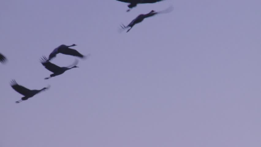 common crane