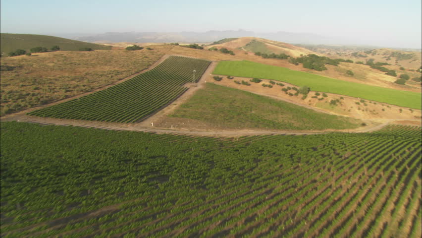 Helicopter low level aerial of Santa Barbara County vineyards, California.