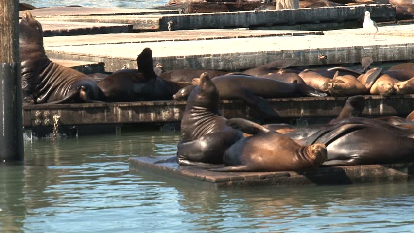 San Francisco - Pier 39