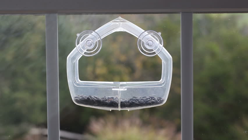 Chickadee flying to land inside a transparent plastic feeding tray to pick up a sunflower seed in its beak