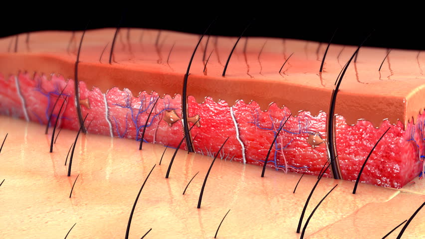 Header of skin