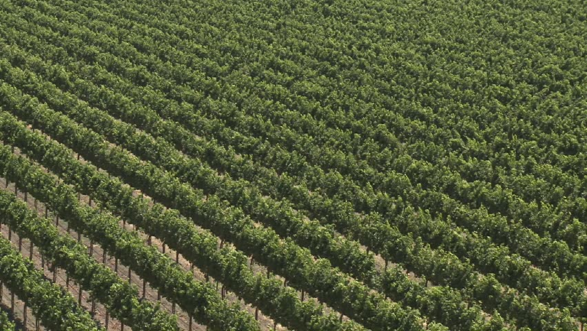 A vertical pan over a vineyard in the Salinas Valley wine country, Monterey County, California.