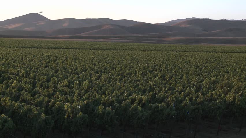 Pan across a vineyard in the Salinas Valley wine country, Monterey County, California.