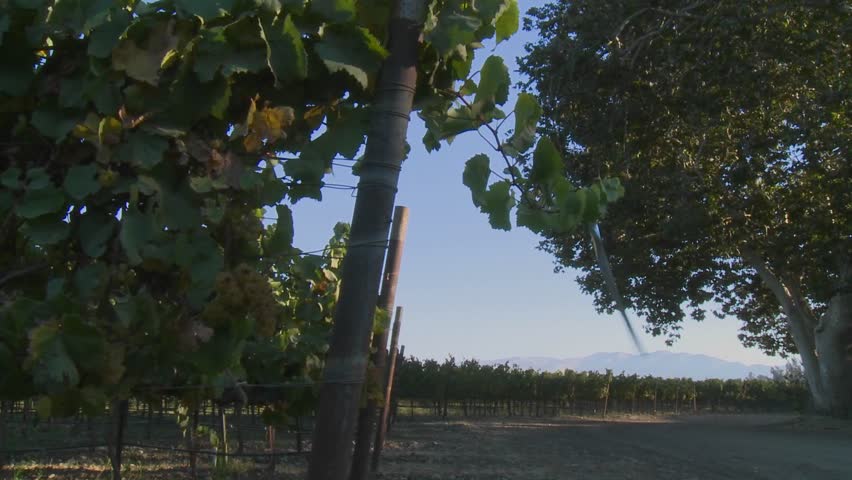 A Salinas Valley vineyard, Monterey County, California.