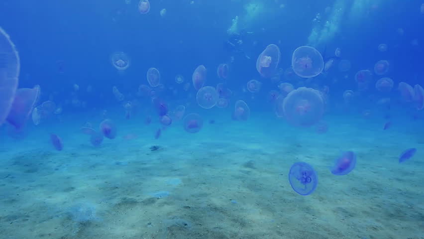 POV shot of a Scuba diver swimming through a swarm of Jellyfish.