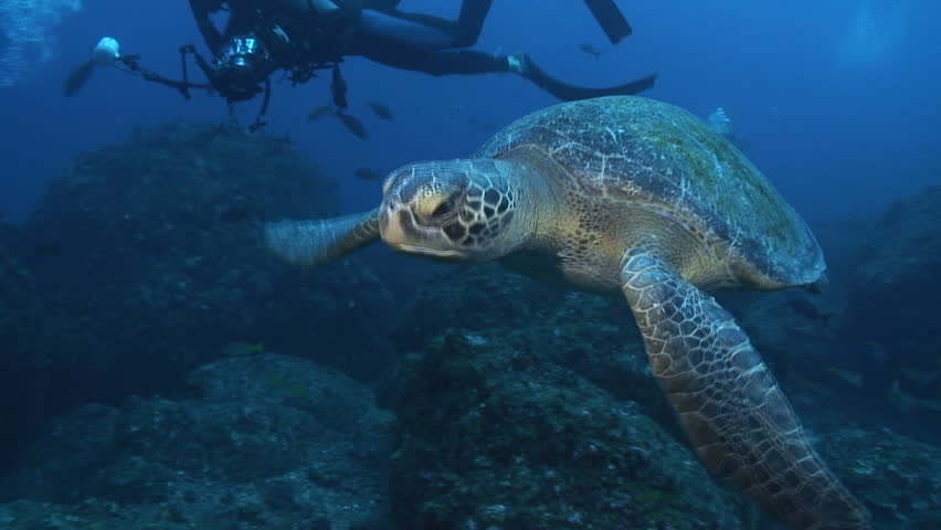 Green Sea Turtle