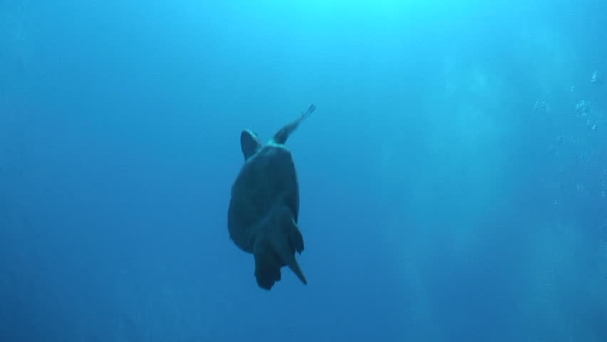 Green Sea Turtle