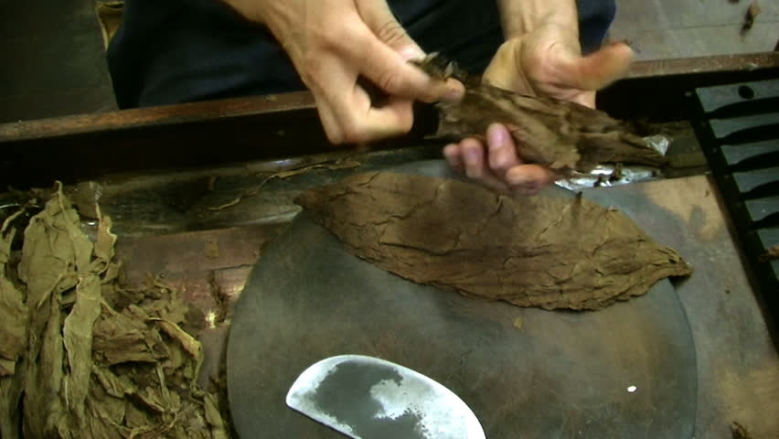 DOMINICAN REPUBLIC - CIRCA APRIL 2009: Cigar crafter selecting and breaking the tobacco leaves.