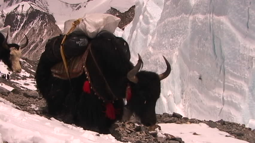 Yaks packed with expedition gear walk across ice pyramids on Mt. Everest
