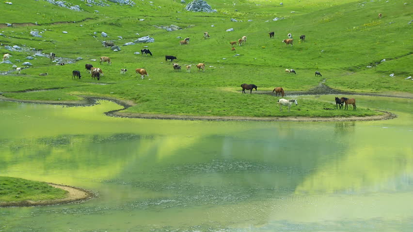 Herd animals on the mountain