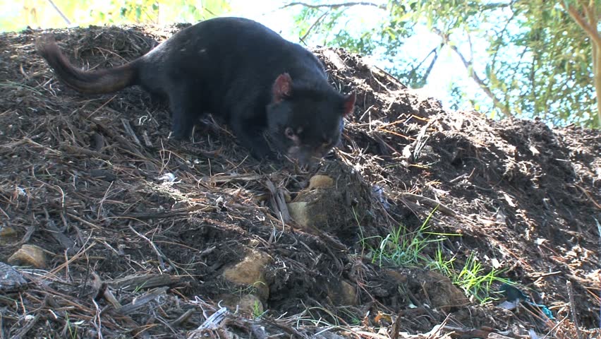 Tasmanian Devil in wildlife park.



* use this footage only for information items about the Tasmanian devil or to promote the Tasmanian Devil park in Tasmania