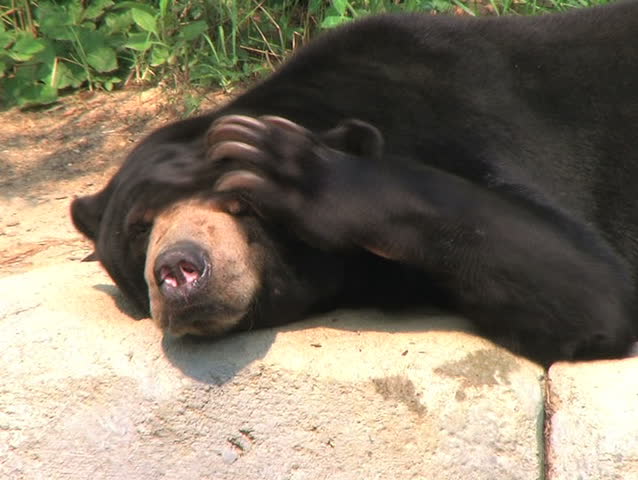 Sun Bear Scratching Head 