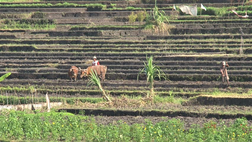 Farmers at work, Bali Indonesia