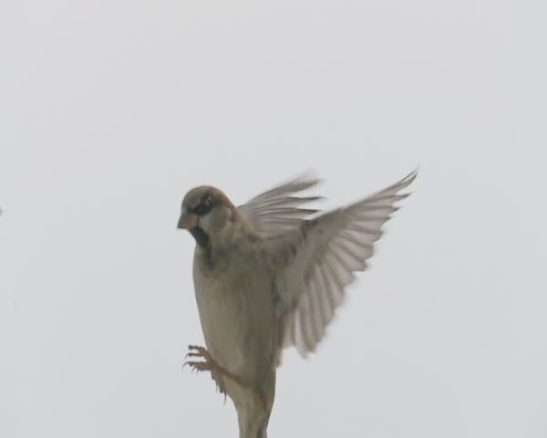 sparrow
