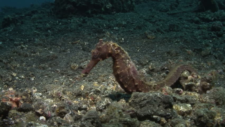 Seahorse