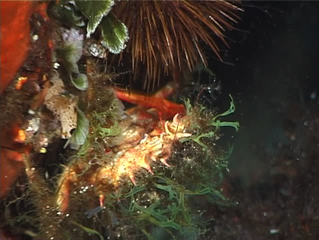 A Spider Crab puts its claws to good use and thus succeeds in penetrating the Sea UrchinÃ¢â¬â¢s thick barrier of spines. Shot captured in the wild in the Mediterranean Sea (Italy) by 3CCD camera.