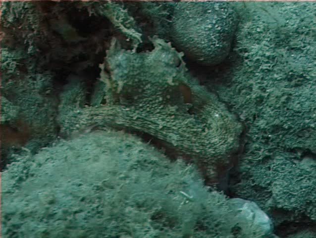 An Octopus  (Octopus Vulgaris) use the "black ink" to makes the water turbid. Shot captured in the wild in the Mediterranean Sea (Italy) by 3CCD camera - PAL system.