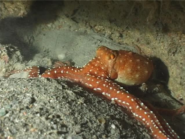 An Octopus (Octopus Macropus). Nearly impossible to recognize during the day, the Octopus Macropus is Mainly nocturnal. Shot captured in the wild in the Mediterranean Sea (Italy) by 3CCD camcorder.