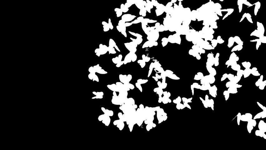 Blue Butterflies : Alpha channel included