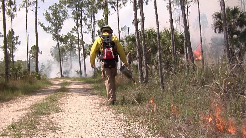 Firefighter uses a drip torch to conduct a prescribed fire in the Florida Everglades.