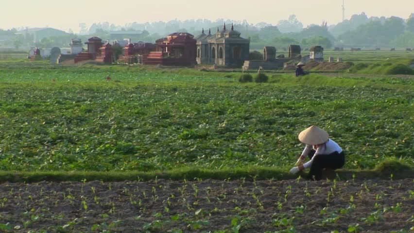 A woman works in the fields with some graves in the background