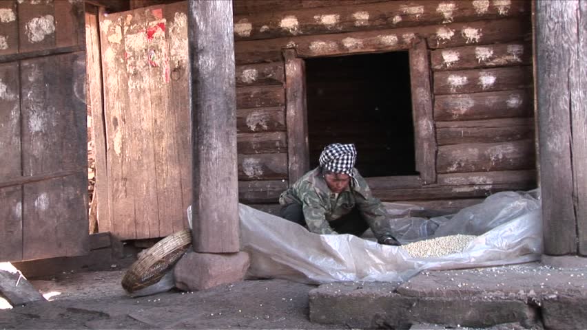 BEIJING, CHINA - CIRCA 2009: A peasant woman threshes and pours rice on a farm circa 2009 in Beijing.