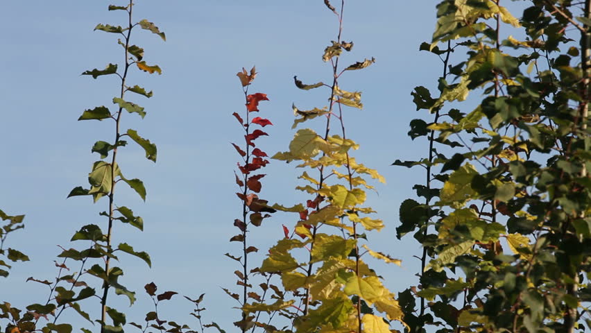 Autumn season. A tree branch with autumn leaves against a blue sky.