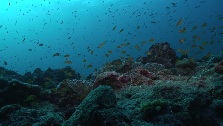 Reef Scene
