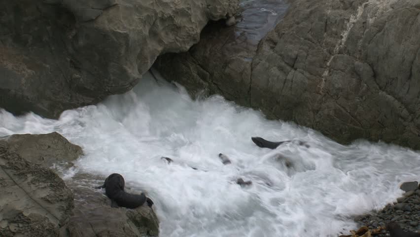 seals playing in the water
