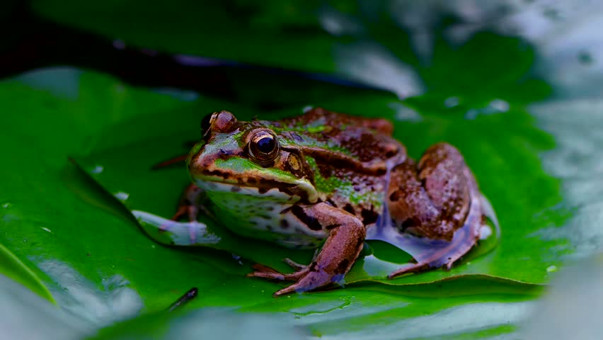 Frogs in Portrait Clips