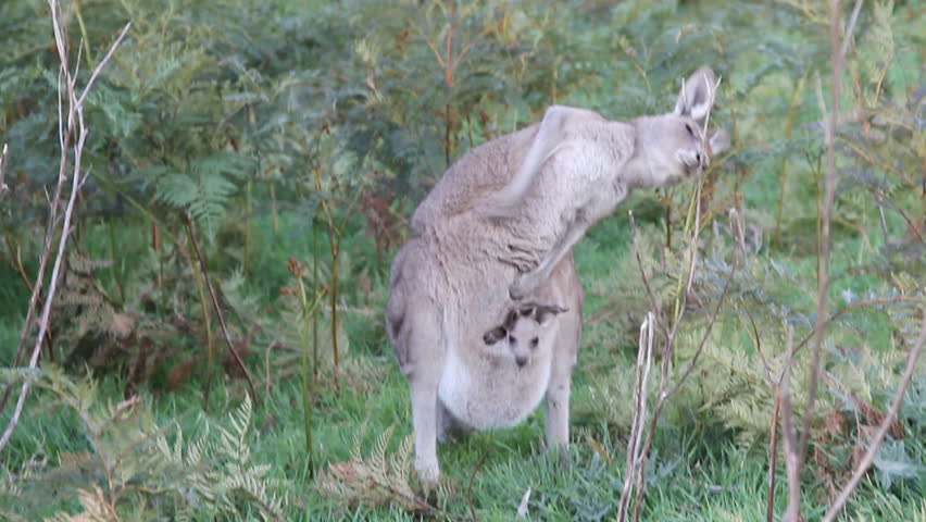 Kangaroo scratching