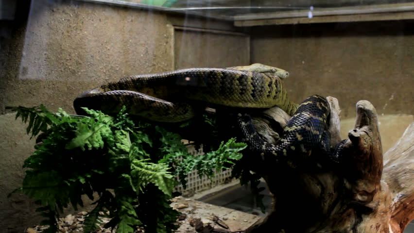 Two snakes in terrarium