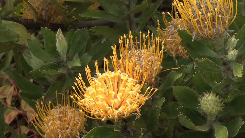 October 2011 - Hawaii - Closeup of proteas