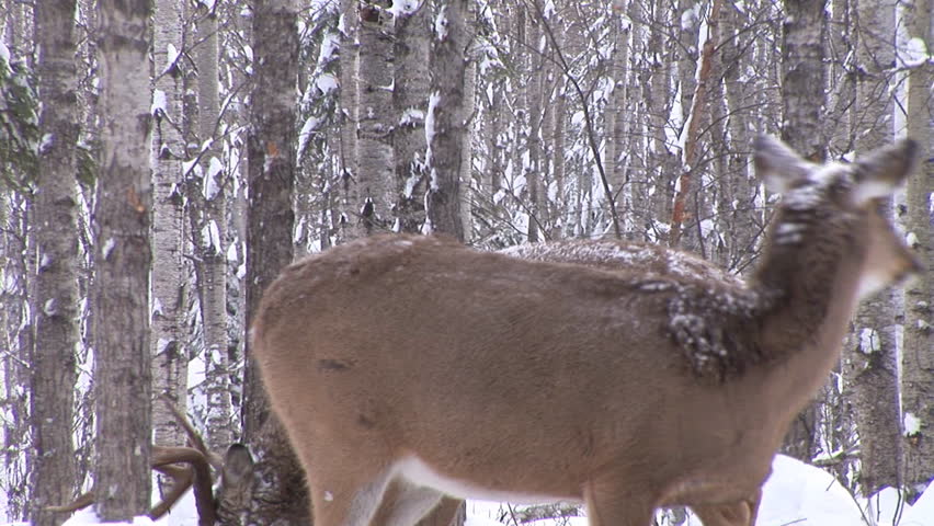 Whitetail Deer (Odocoileus virginianus)  in Saskatchewan, Canada
