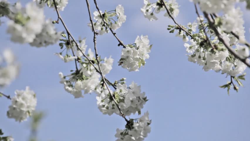 pollination in spring time