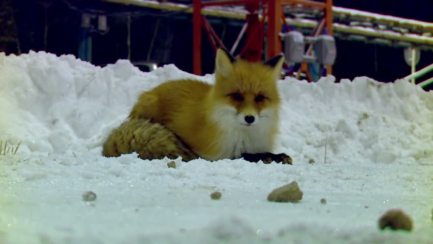 wild fox in a residential campus