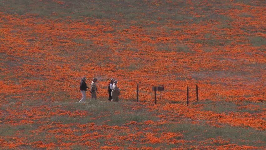 Zoom out of hikers enjoying california poppies in bloom in the Antelope Valley Poppy Preserve, California.