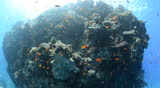 Fish eye view of a Pristine coral reef habitat and anthias. POV of a scuba diver rising to the surface.