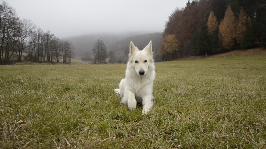 obedience free sit down
White Swiss Shepherd education obedience sit and down