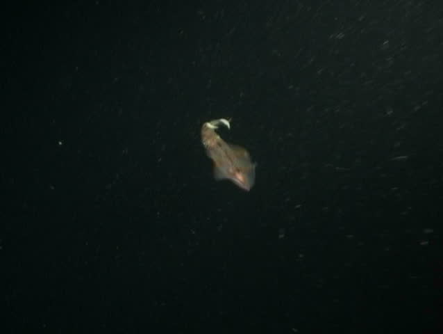 squid underwater diving video
