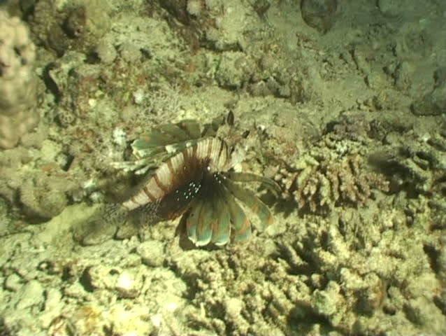 lion fish underwater diving video
