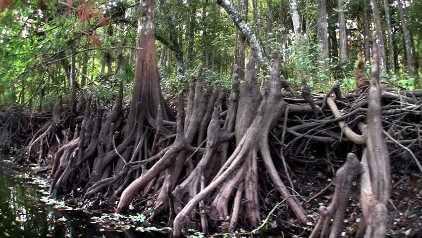 Tree roots revealed in a bayou