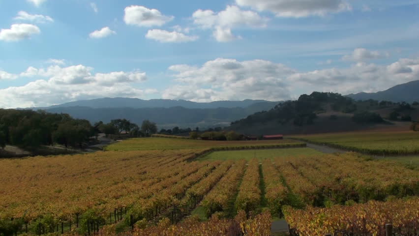 Time Lapse, Clouds sweep over autumn vineyard in late afternoon. 1920x1080