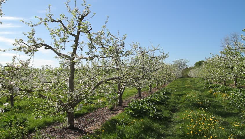 Pan from row of blossoming apple trees to another in springtime orchard