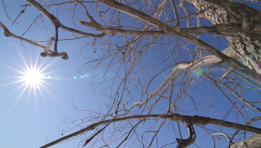 Sun beaming down through bare batches of trees